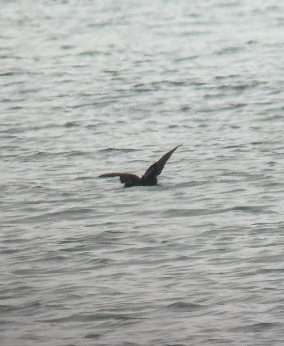 Surf Scoter - ML630735558