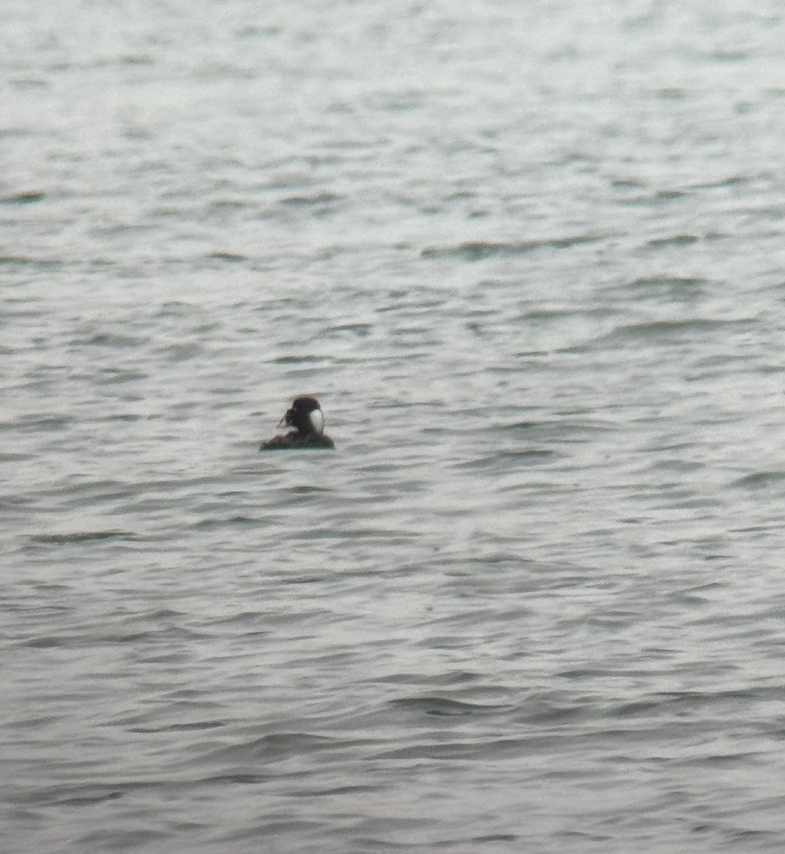 Surf Scoter - ML630735559
