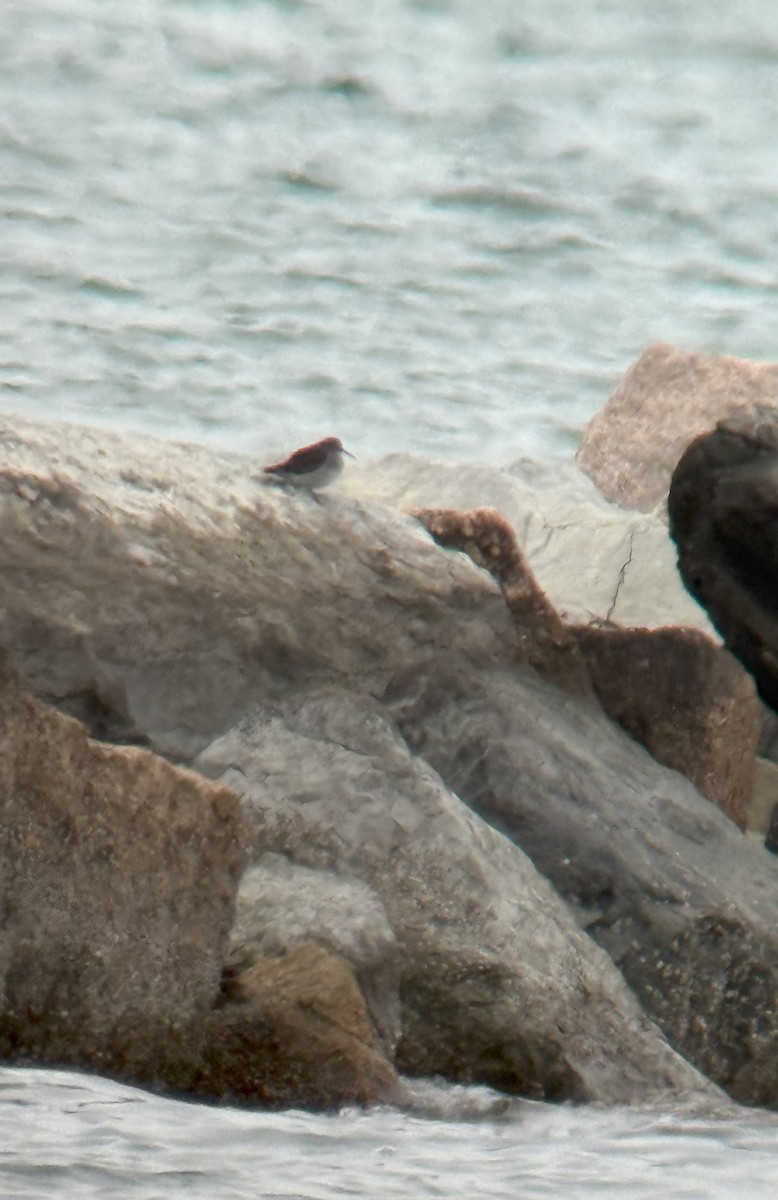Purple Sandpiper - ML630735585