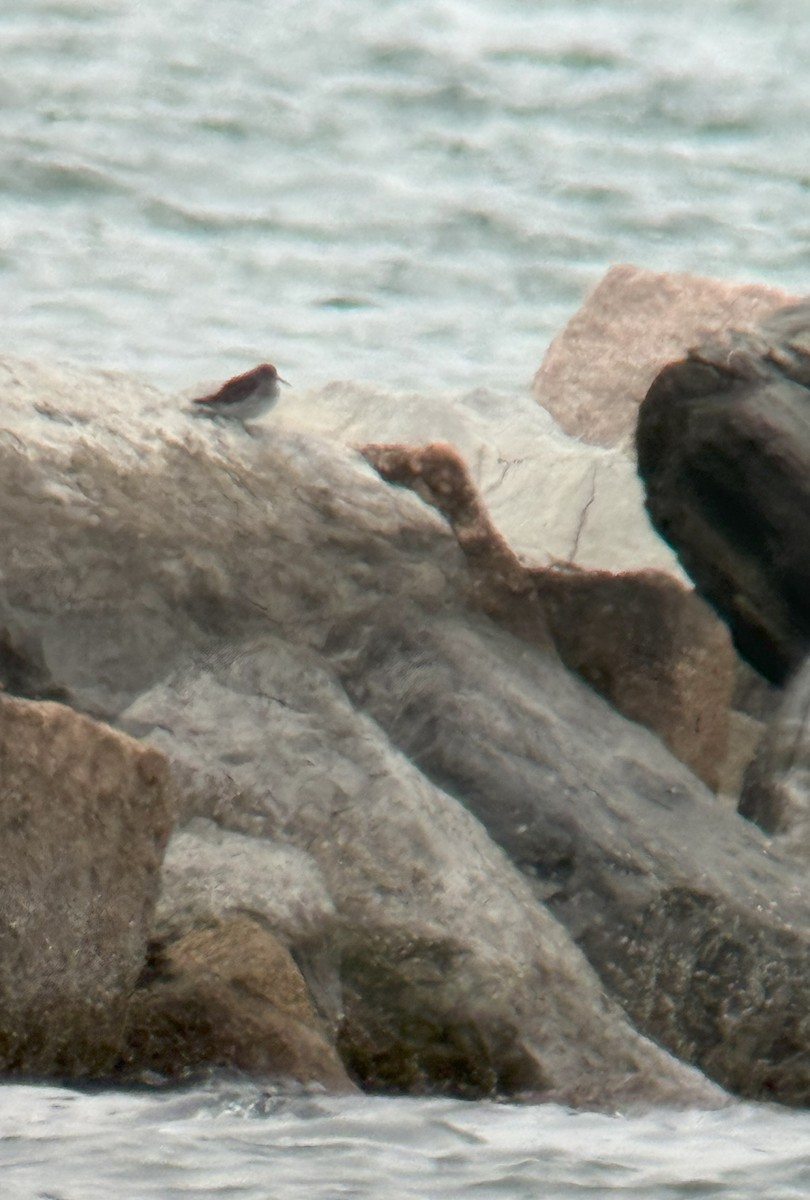 Purple Sandpiper - ML630735586