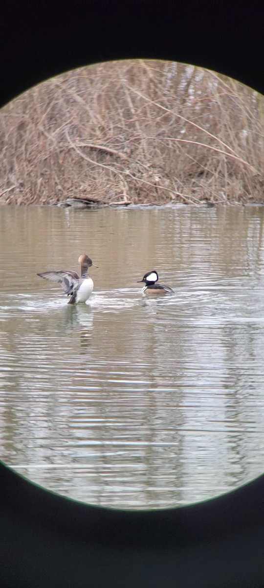Hooded Merganser - ML630735704