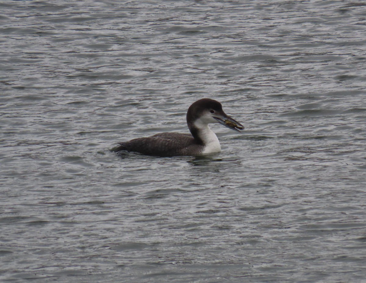 Common Loon - ML630735978