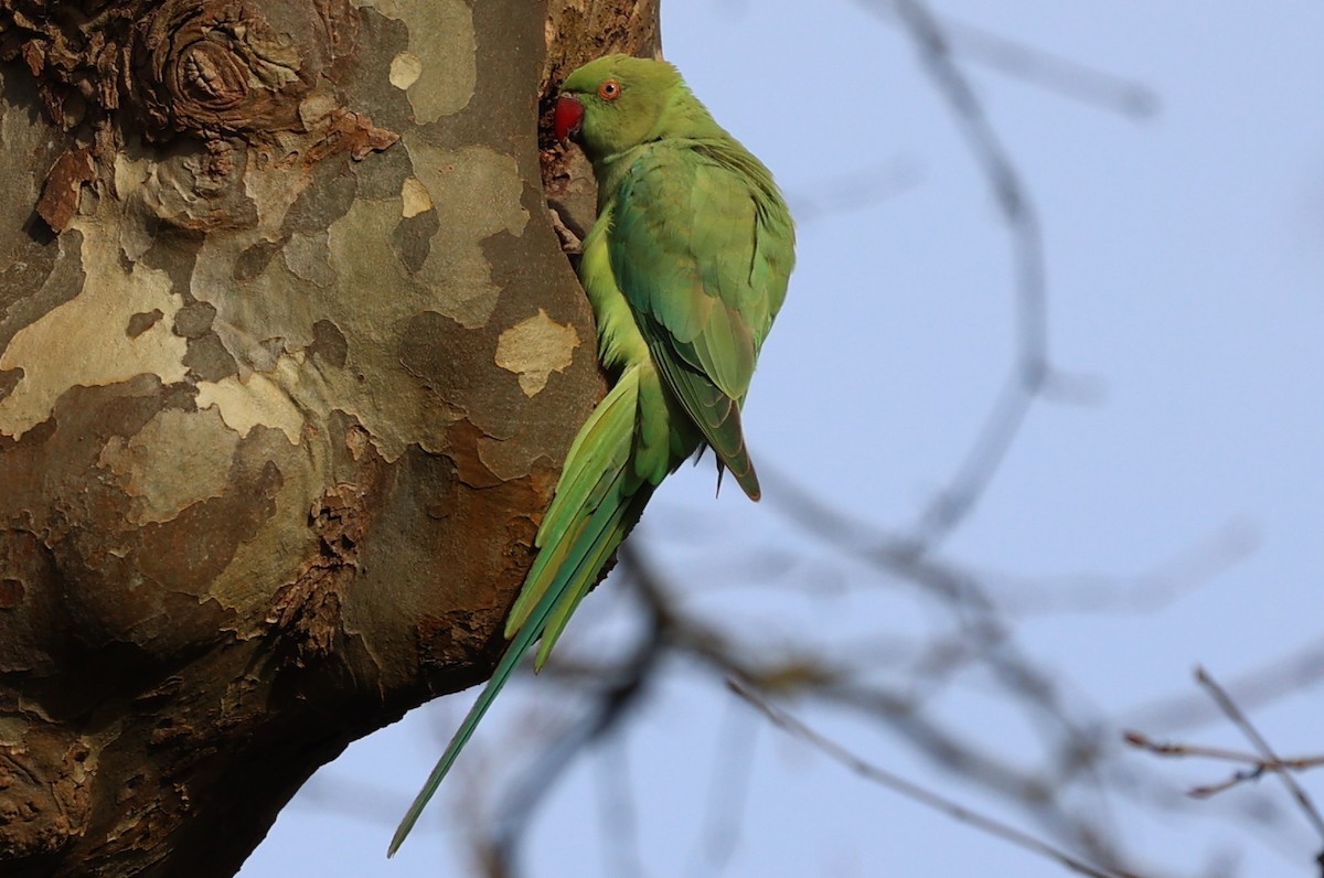 Rose-ringed Parakeet - ML630736006