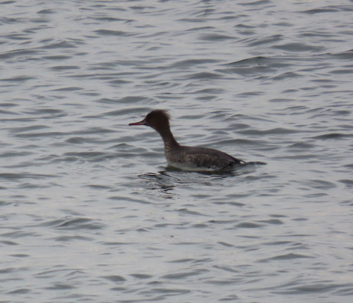 Red-breasted Merganser - ML630736017