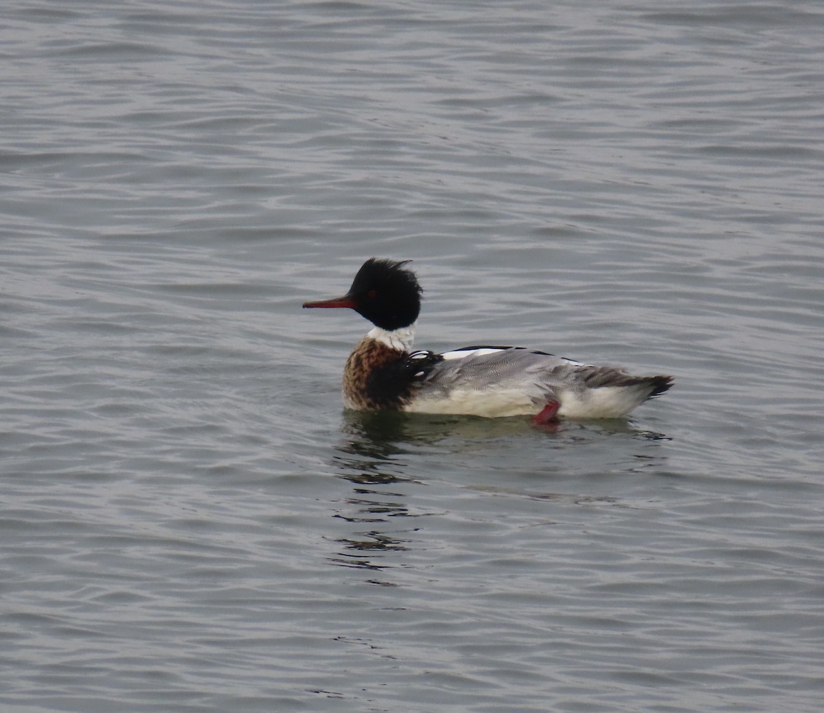 Red-breasted Merganser - ML630736018