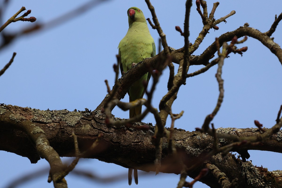 Rose-ringed Parakeet - ML630736132