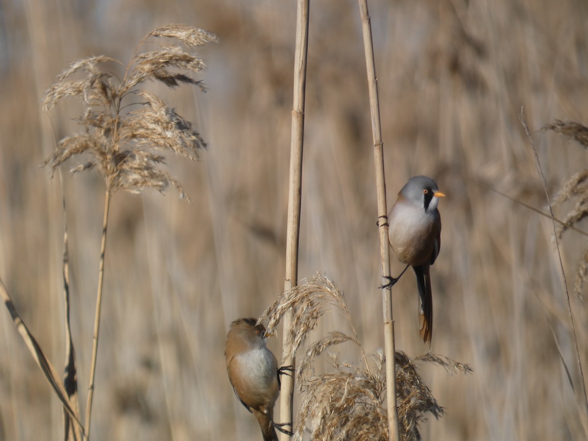 Bearded Reedling - ML630736218