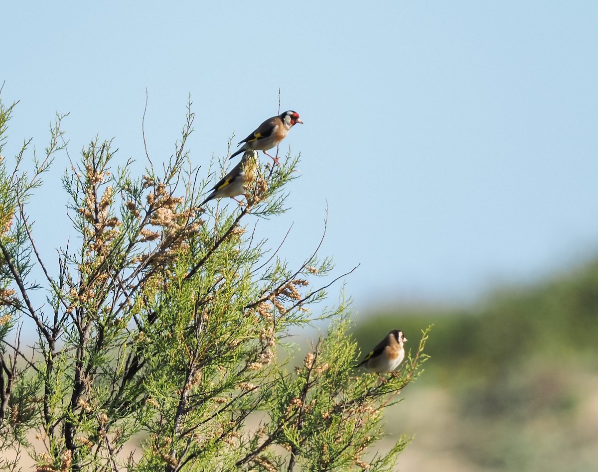 European Goldfinch - ML630736479