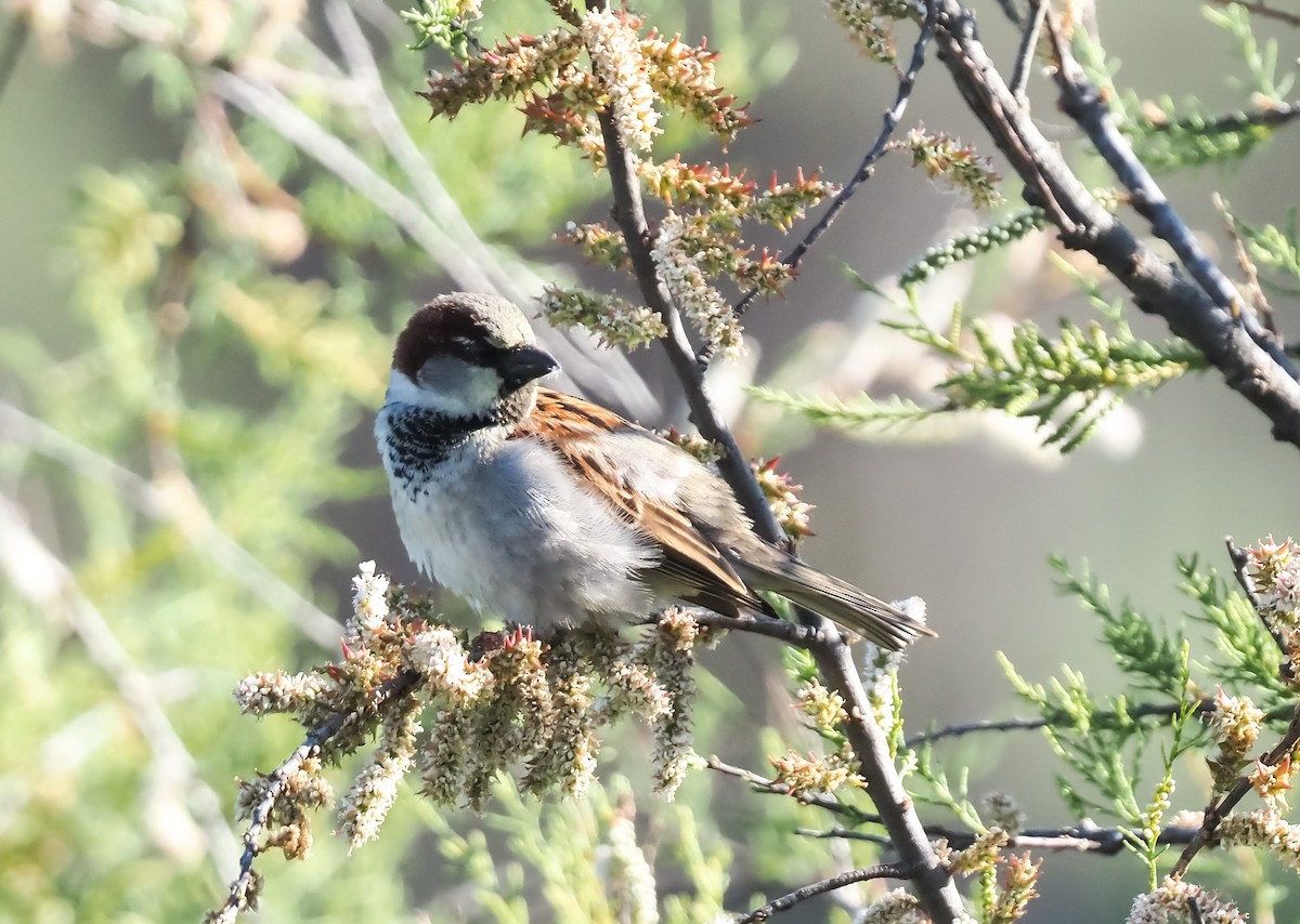 House Sparrow - ML630736490