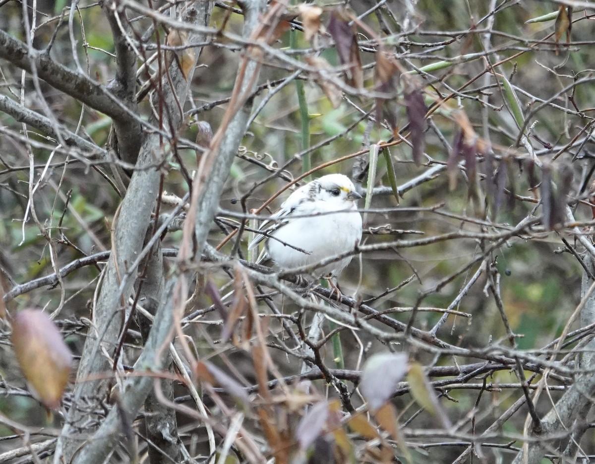 Ak Boğazlı Serçe - ML630736496