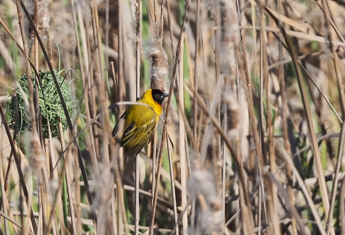 Black-headed Weaver - ML630736508