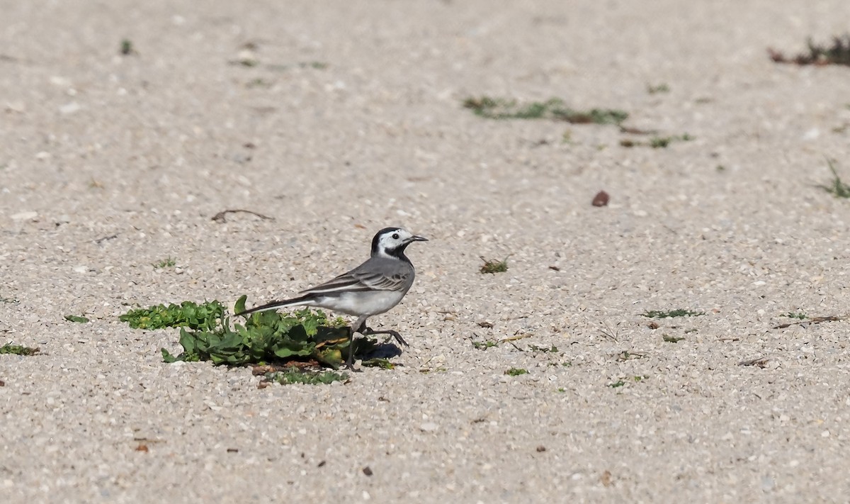White Wagtail - ML630736523