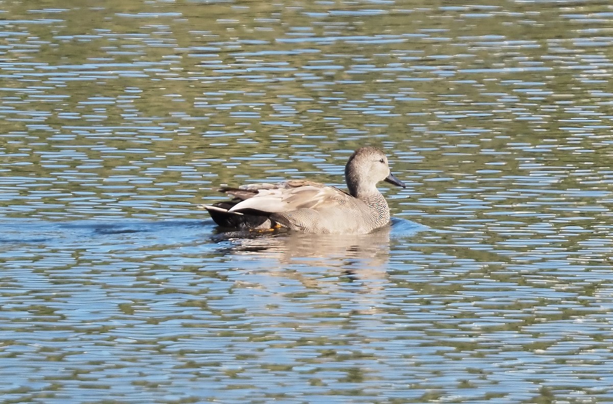Gadwall - ML630736536