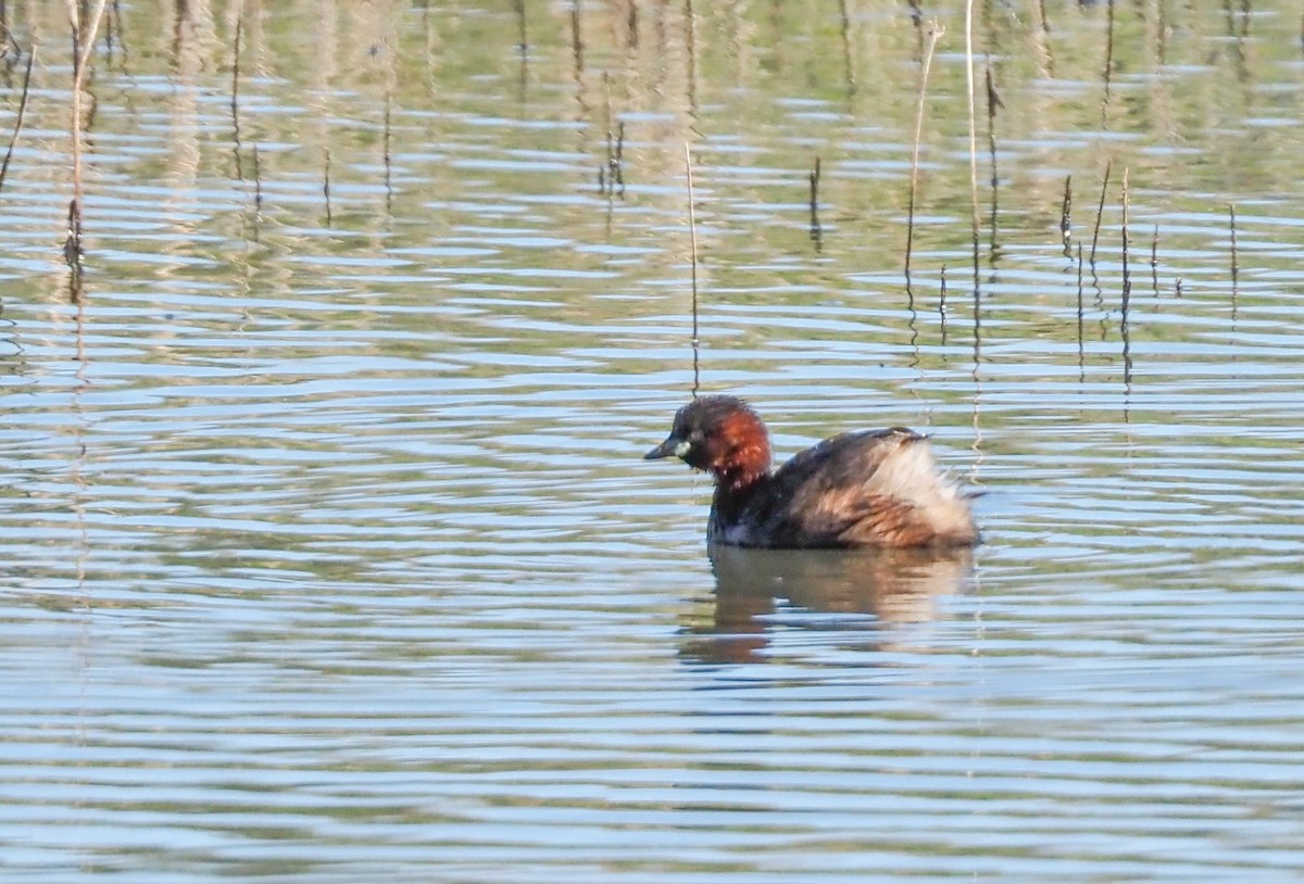 Little Grebe - ML630736544