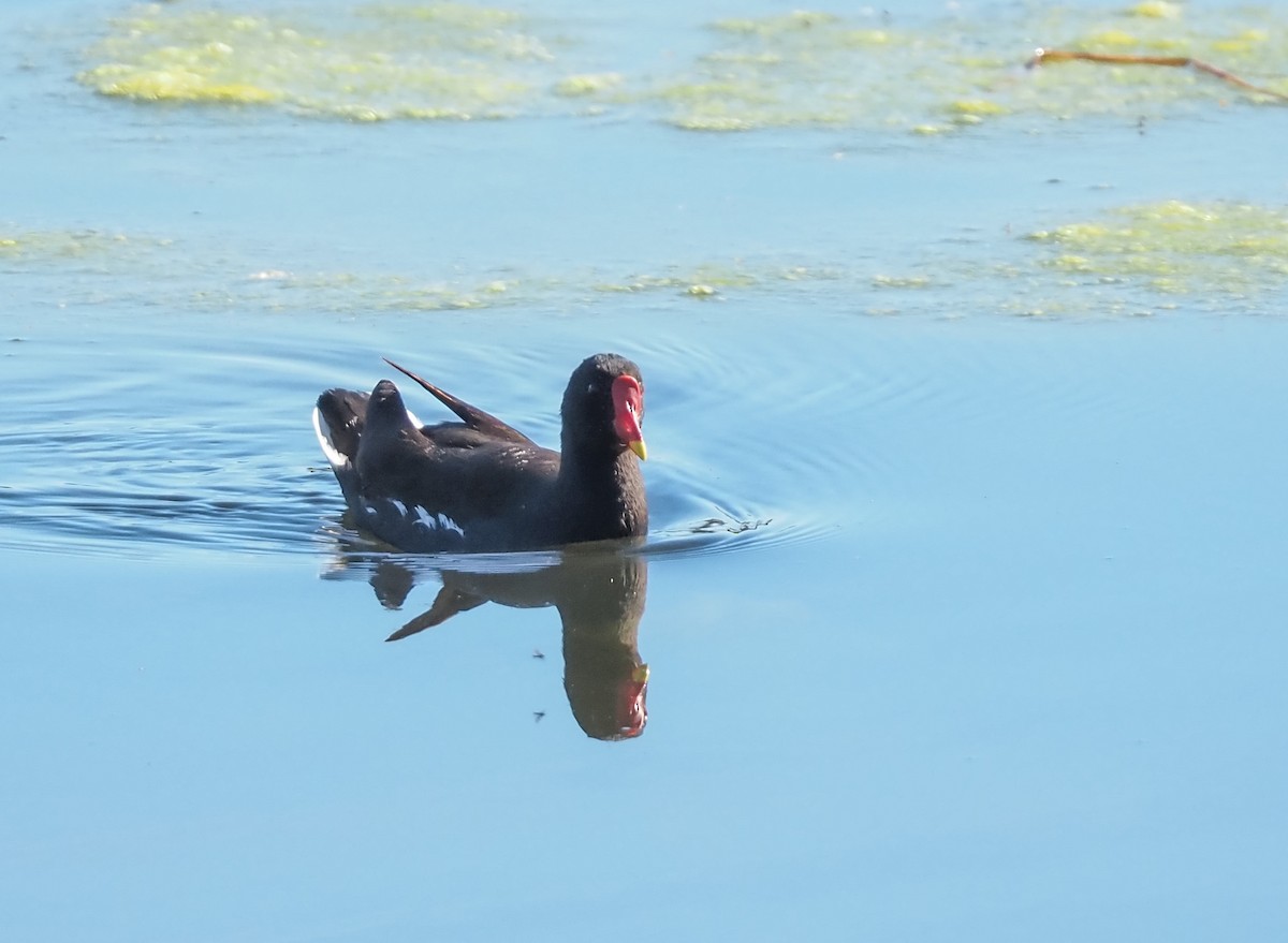 Eurasian Moorhen - ML630736554