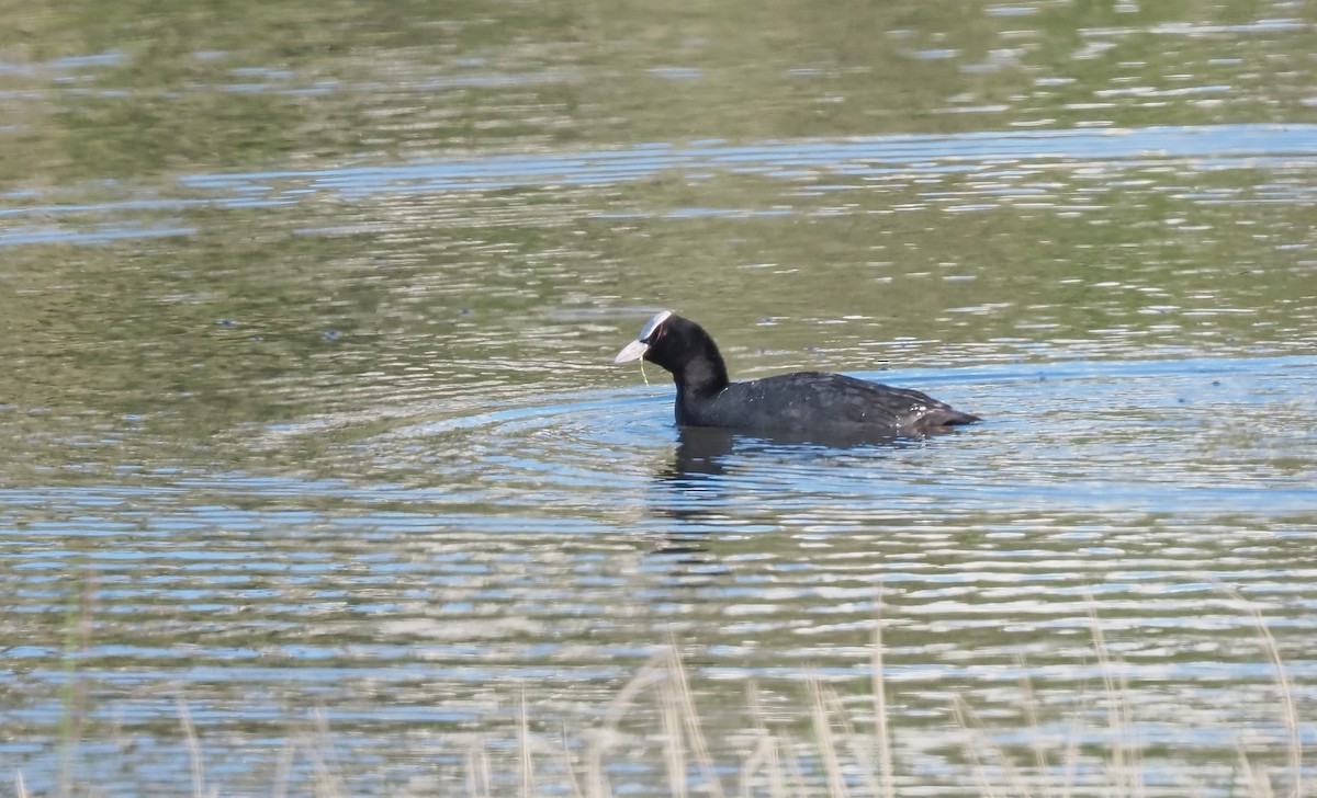 Eurasian Coot - ML630736584