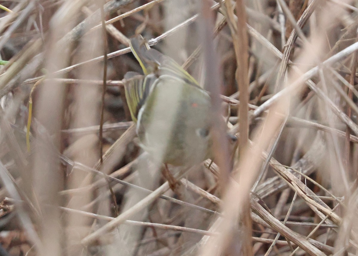 Ruby-crowned Kinglet - ML630736599