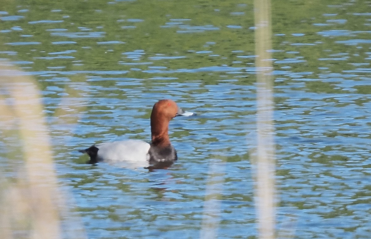 Common Pochard - ML630736708