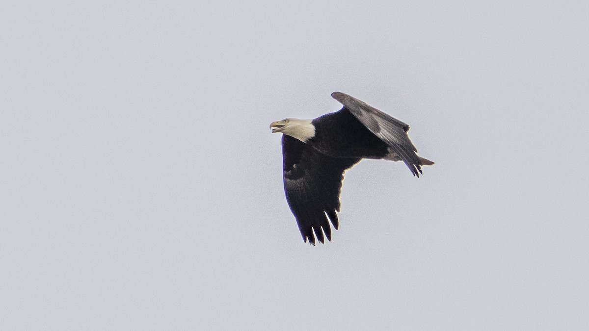 Bald Eagle - ML630736730