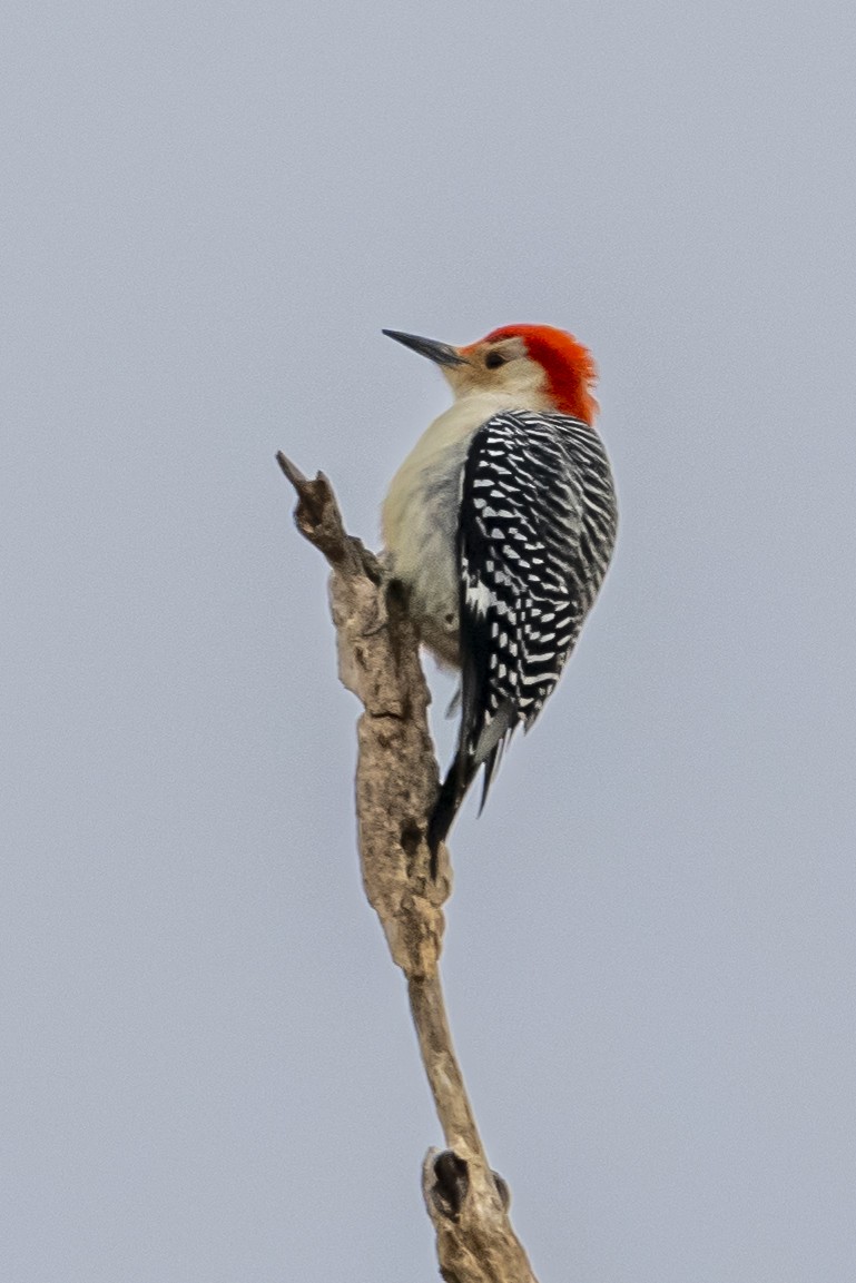 Red-bellied Woodpecker - ML630736760