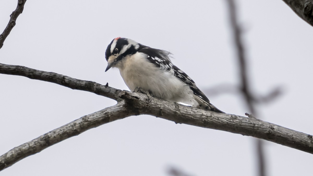 Downy Woodpecker - ML630736793