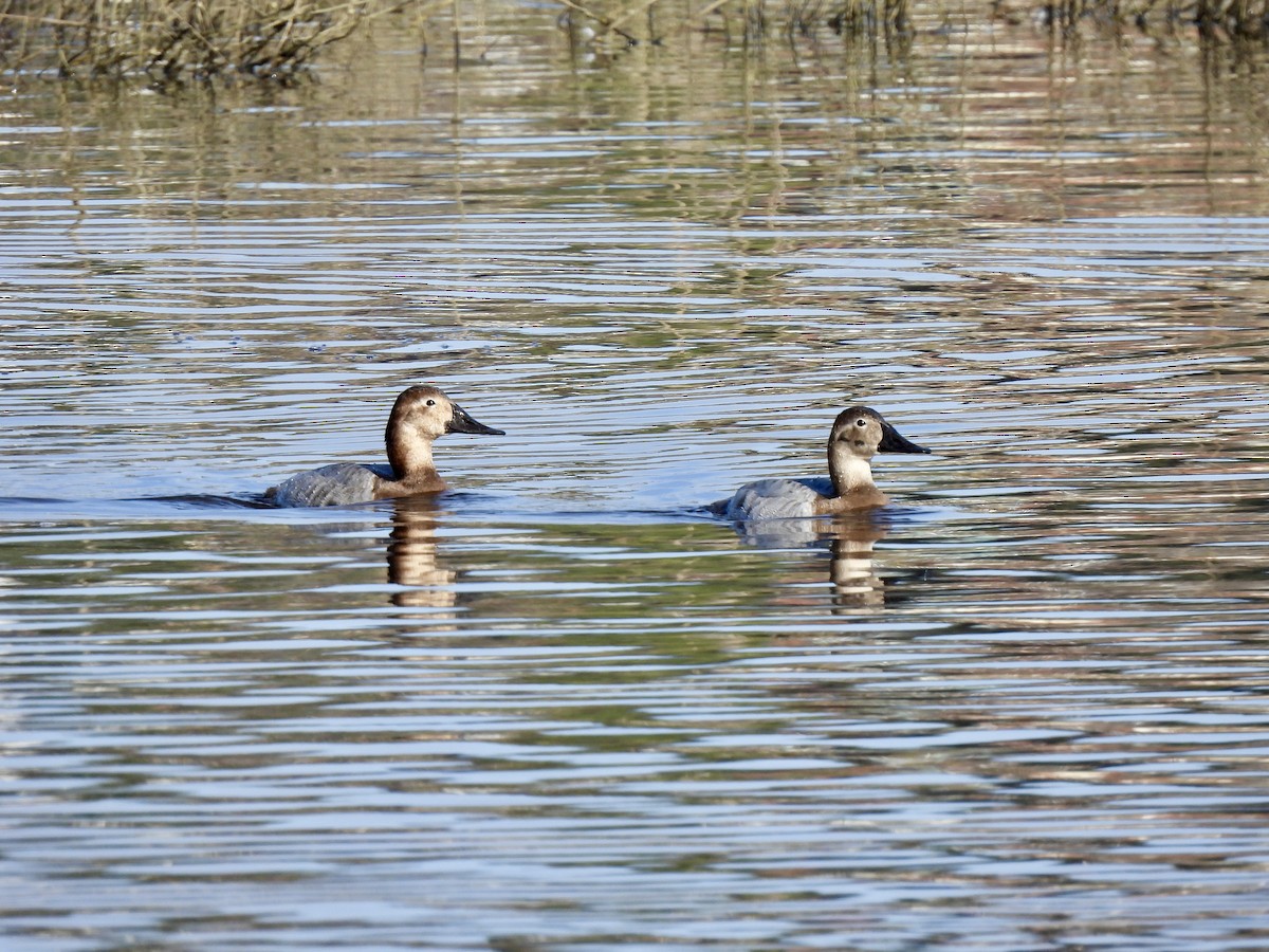 Canvasback - ML630736814