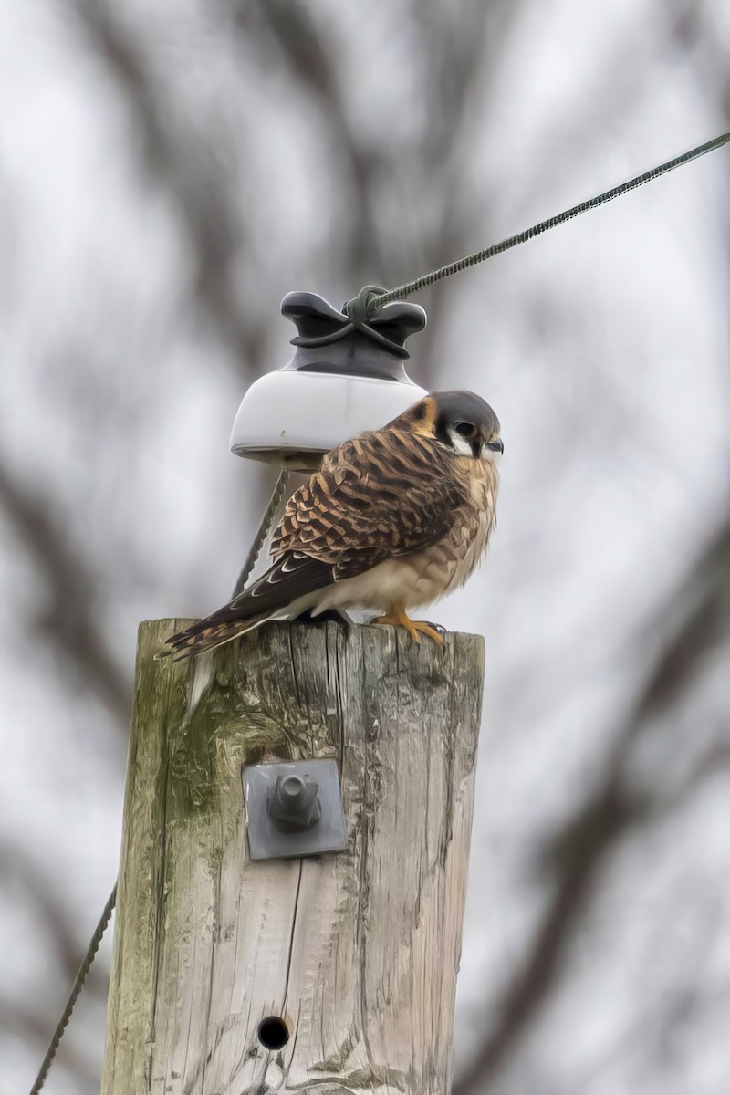 American Kestrel - ML630736832