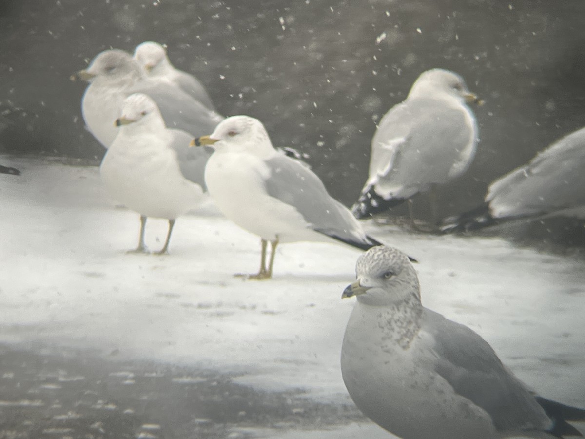 Ring-billed Gull - ML630736853