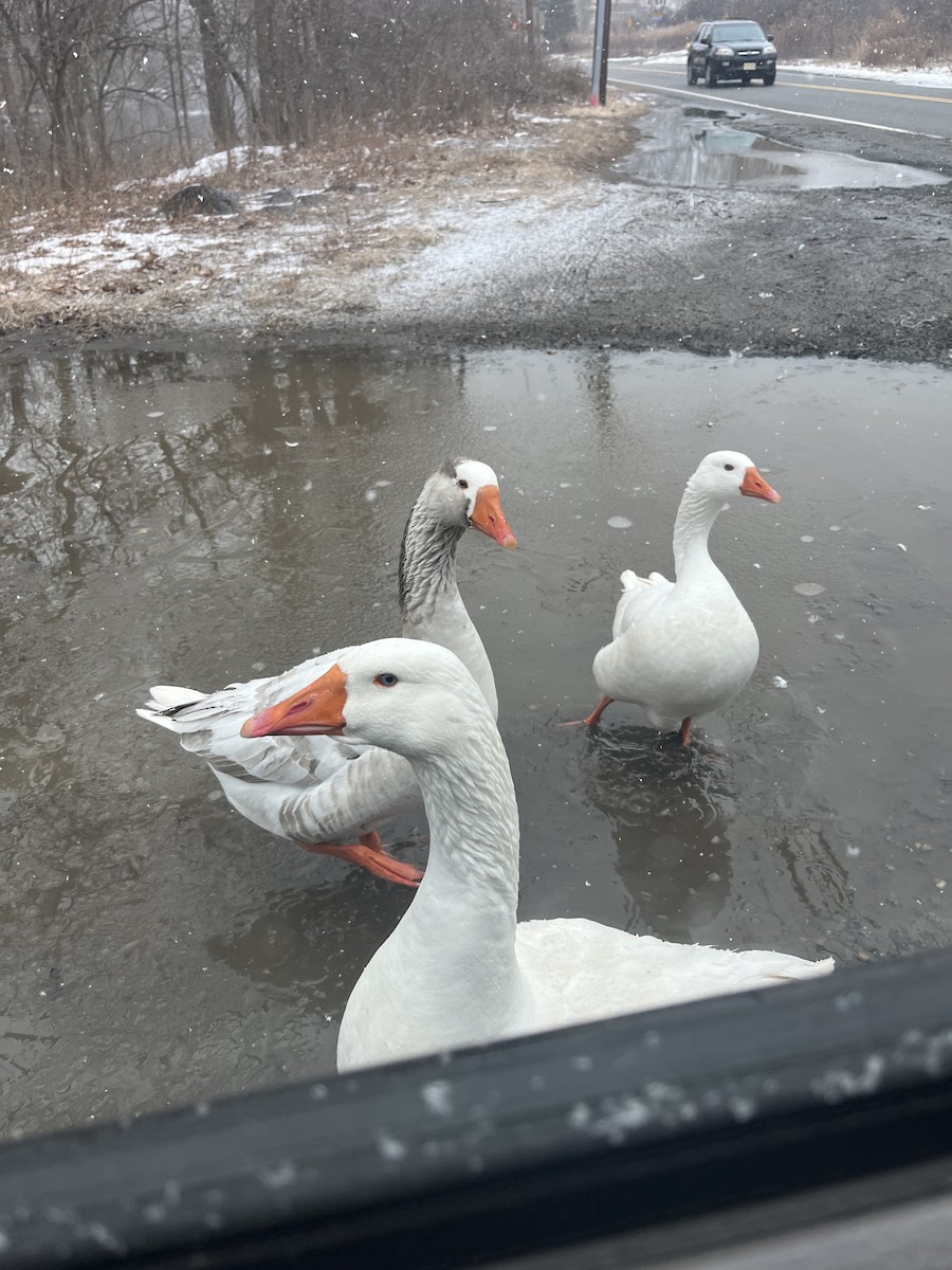 Domestic goose sp. (Domestic type) - ML630736866