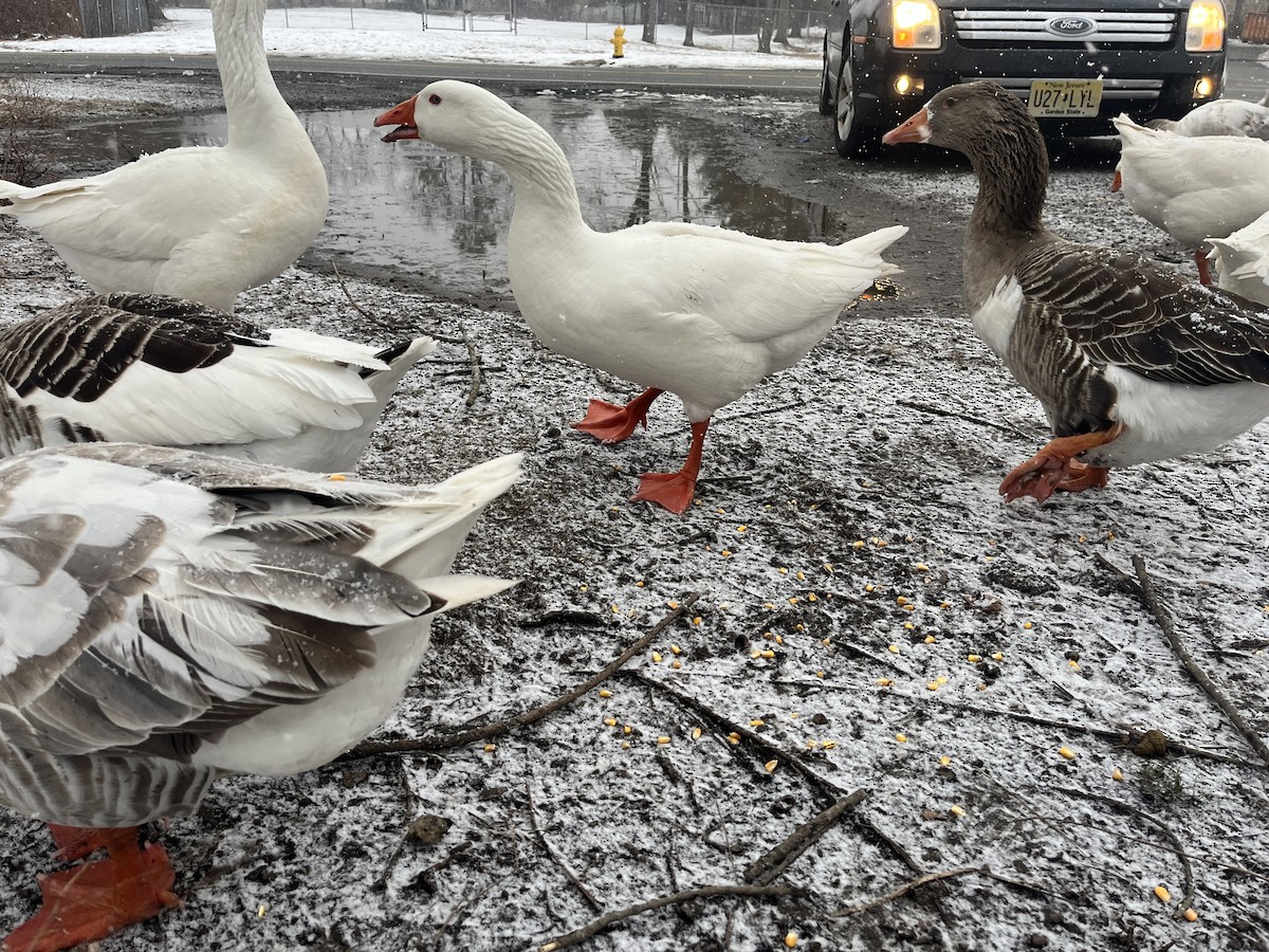 Domestic goose sp. (Domestic type) - ML630736868