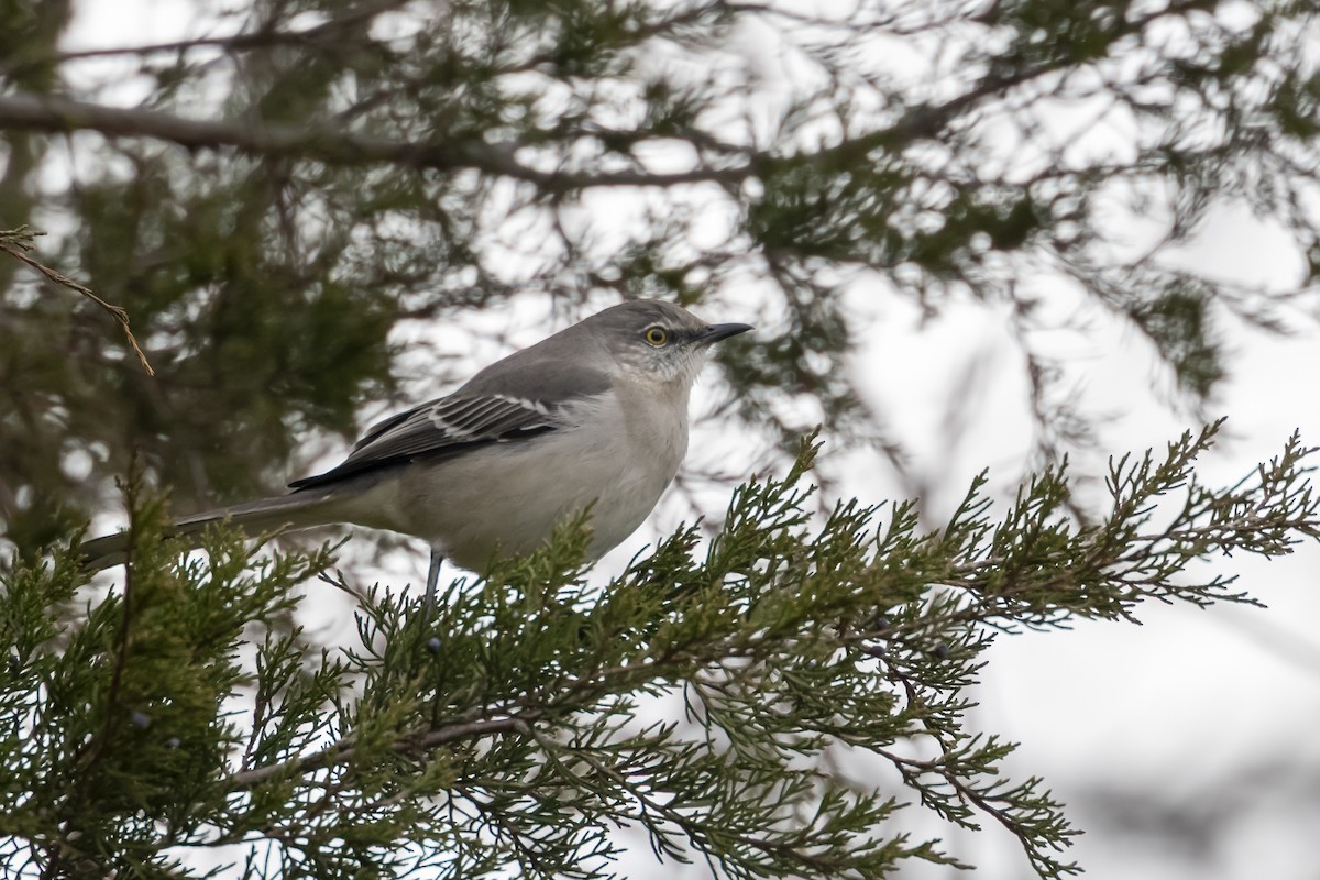 Northern Mockingbird - ML630736880