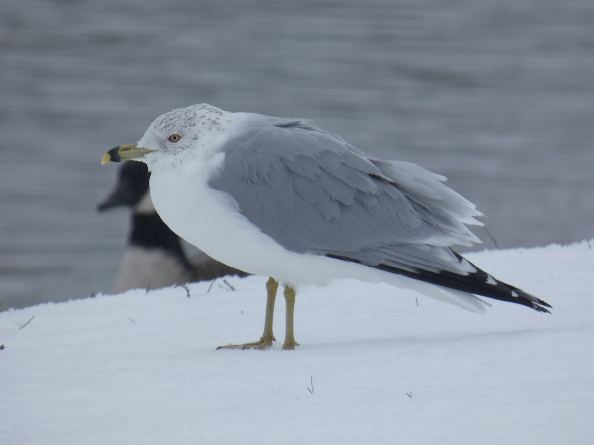 Ring-billed Gull - ML630736901