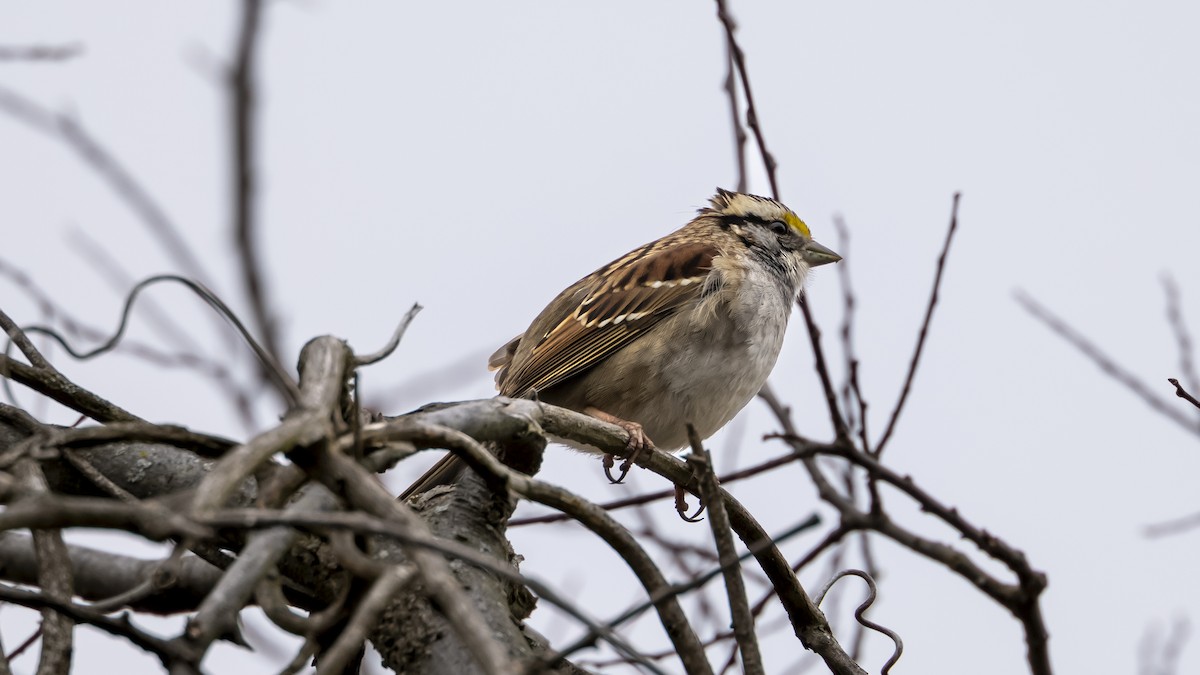 White-throated Sparrow - ML630736908