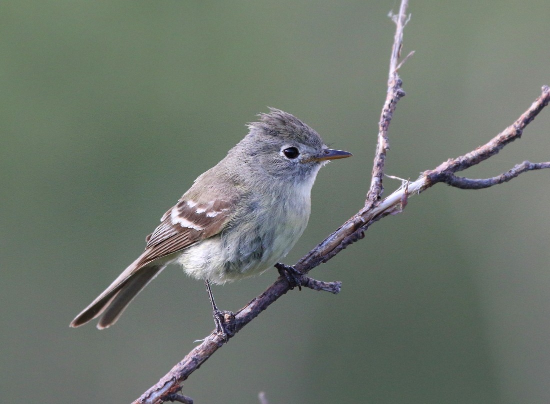 Dusky Flycatcher - ML63073691