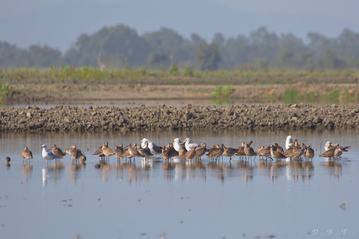 Marbled Godwit - DigiBirdTrek CA