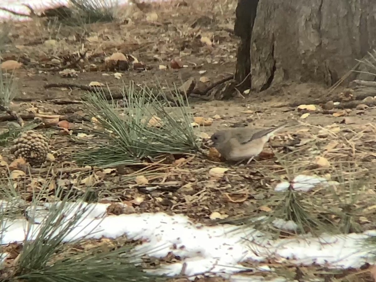 Dark-eyed Junco - ML630737270