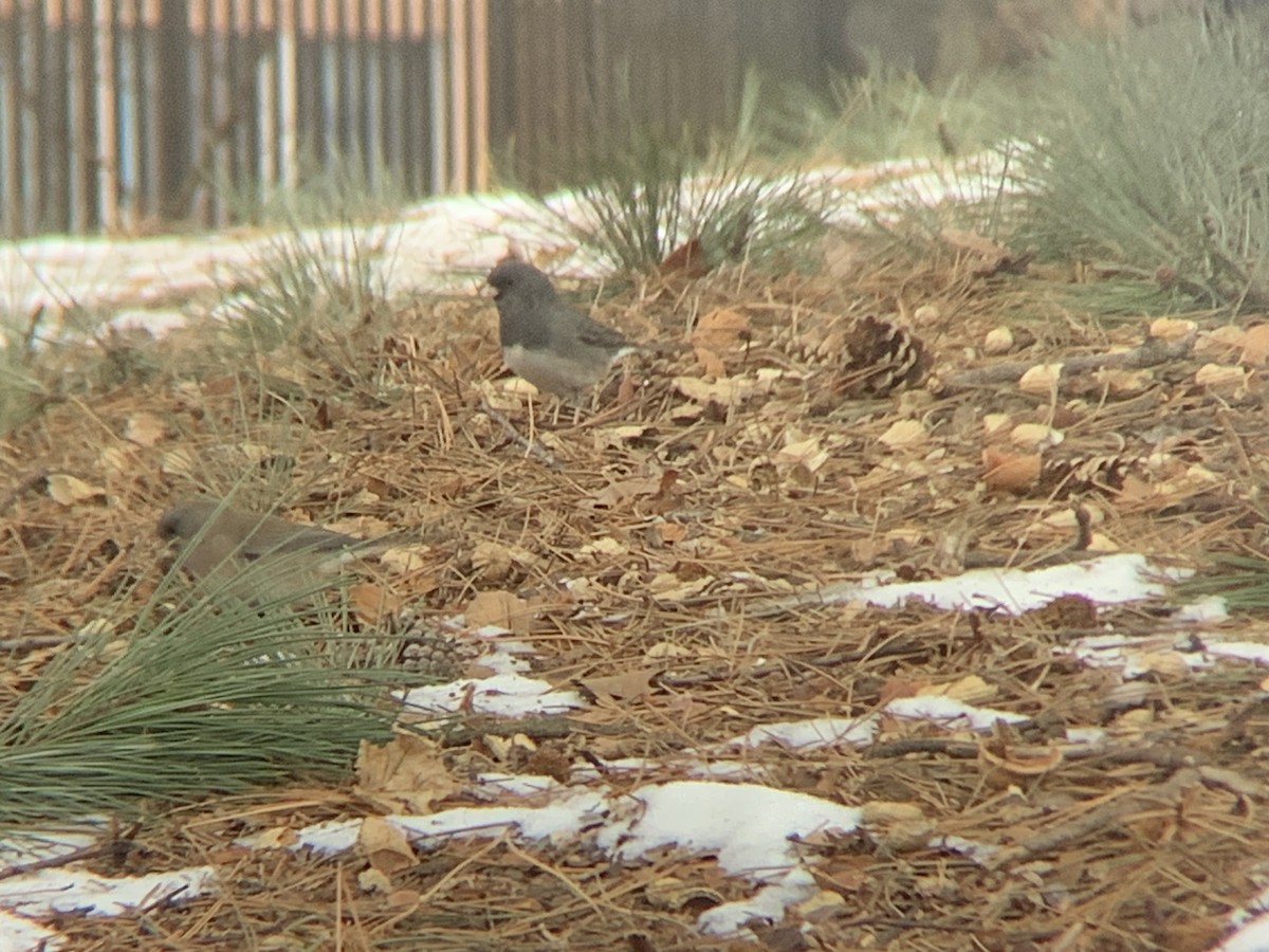 Dark-eyed Junco - ML630737278
