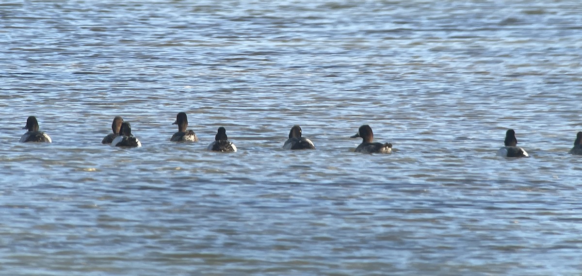 Lesser Scaup - ML630737478