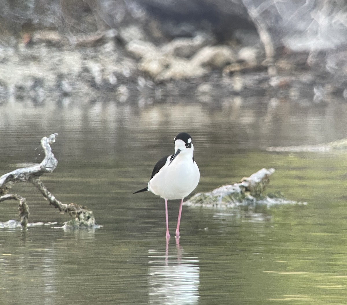 Black-necked Stilt - ML630737523