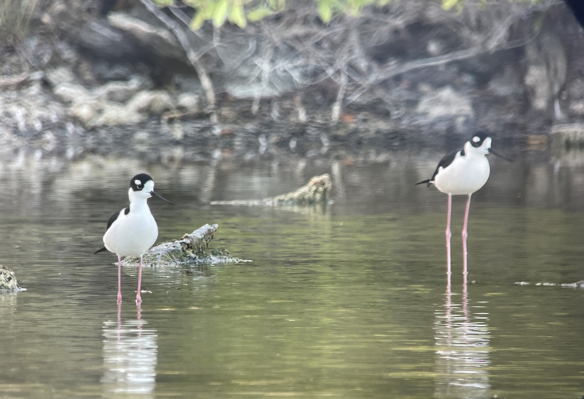 Black-necked Stilt - ML630737525