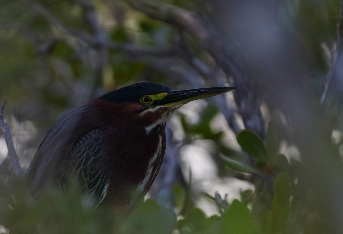 Green Heron - ML630737567