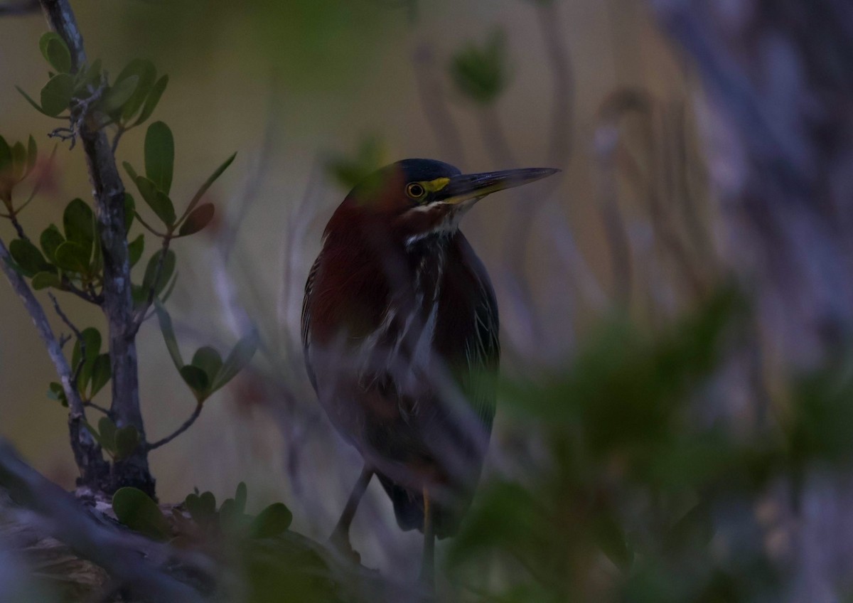Green Heron - ML630737568
