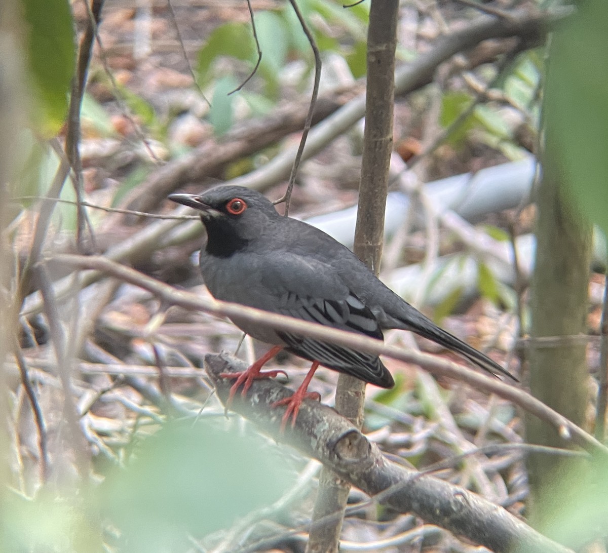 Western Red-legged Thrush - ML630737622