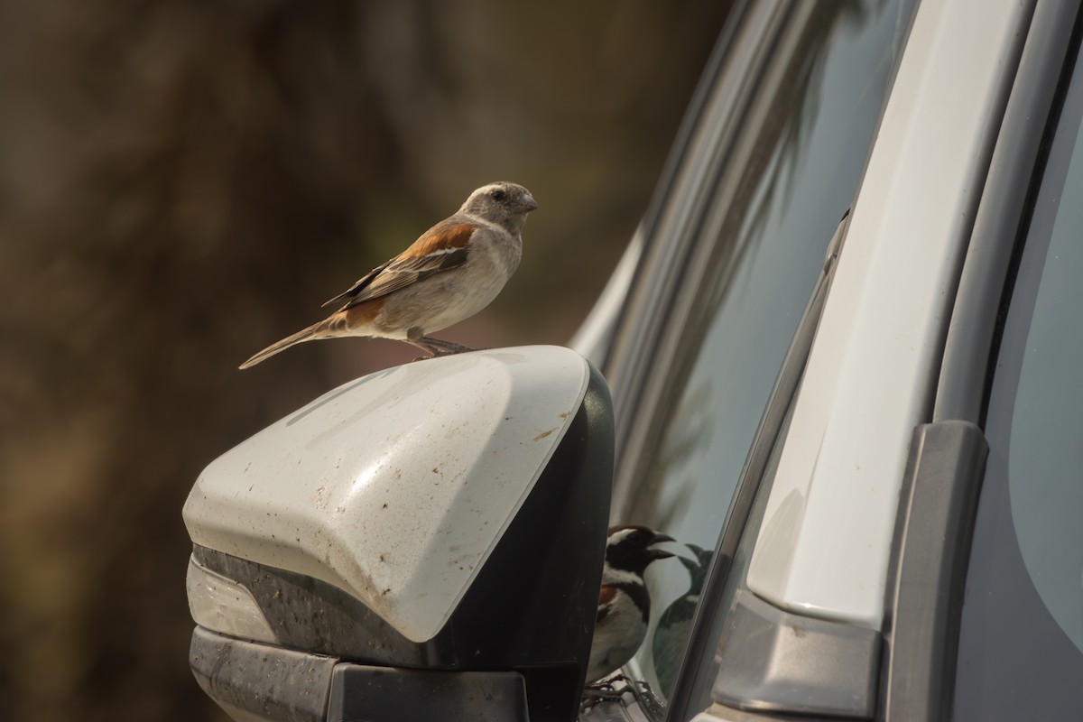 Cape Sparrow - Antonio Rodriguez-Sinovas