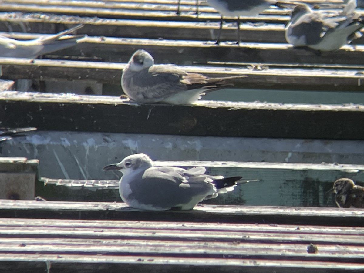 Laughing Gull - ML630737677