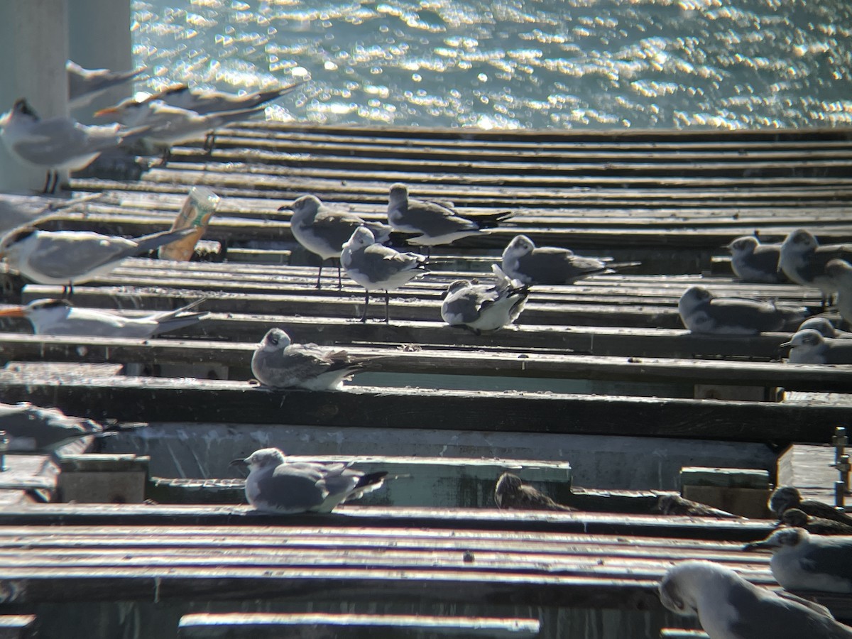 Laughing Gull - ML630737678