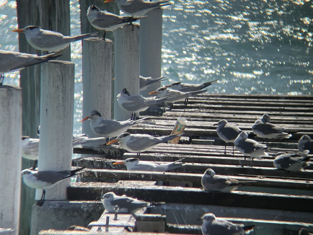 Laughing Gull - ML630737679