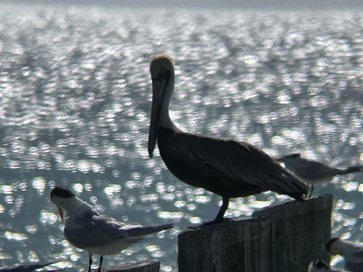 Brown Pelican - ML630737704