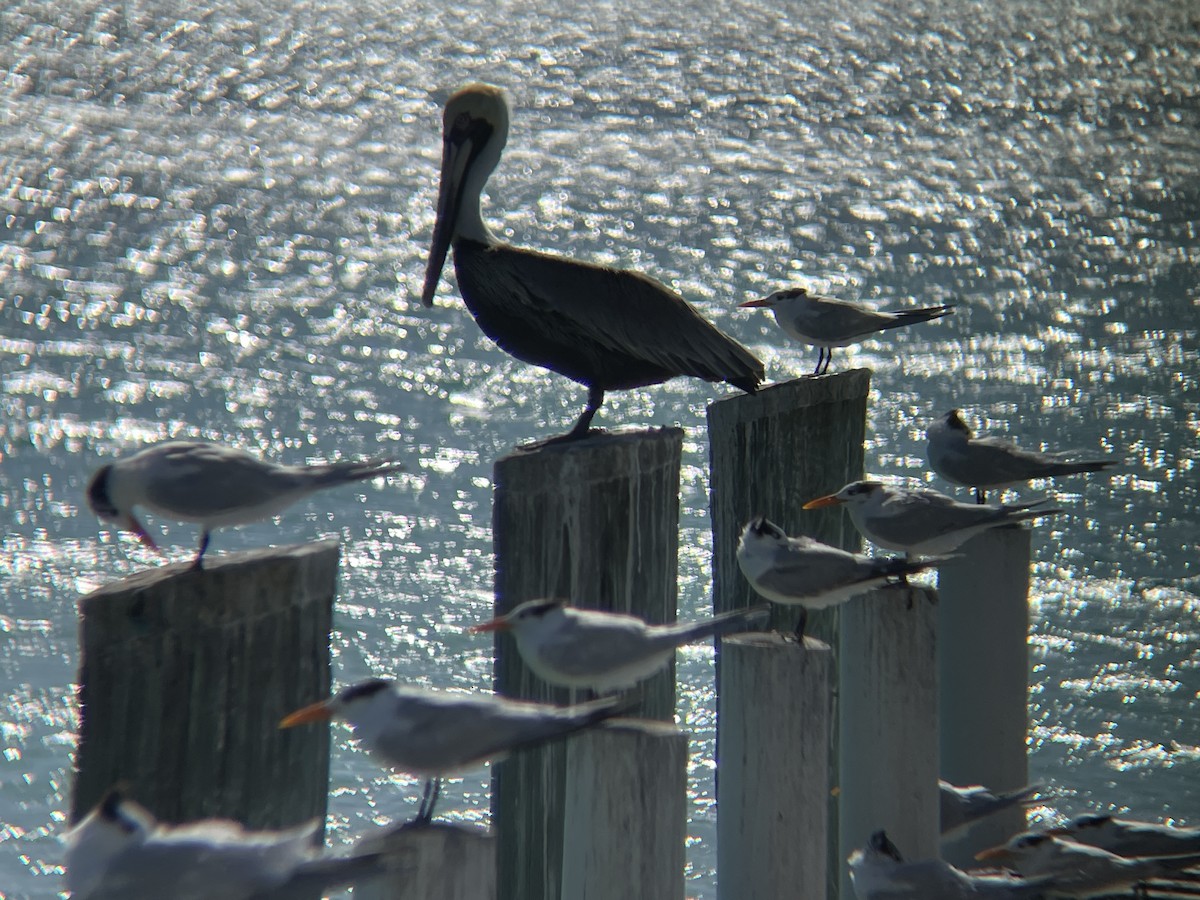 Brown Pelican - ML630737705