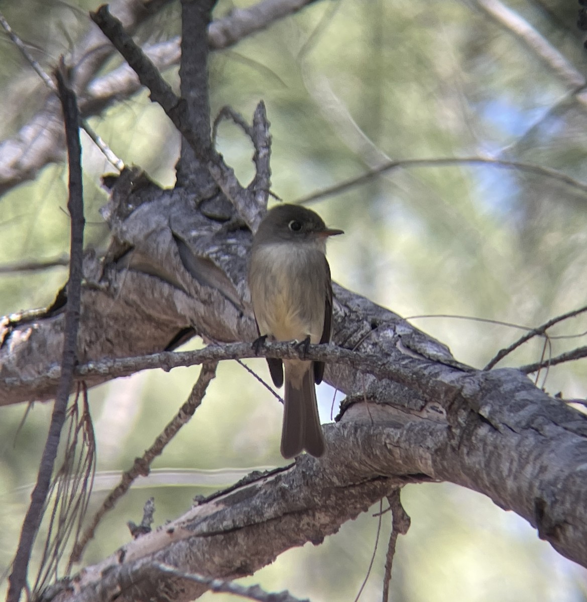 Cuban Pewee - ML630737829